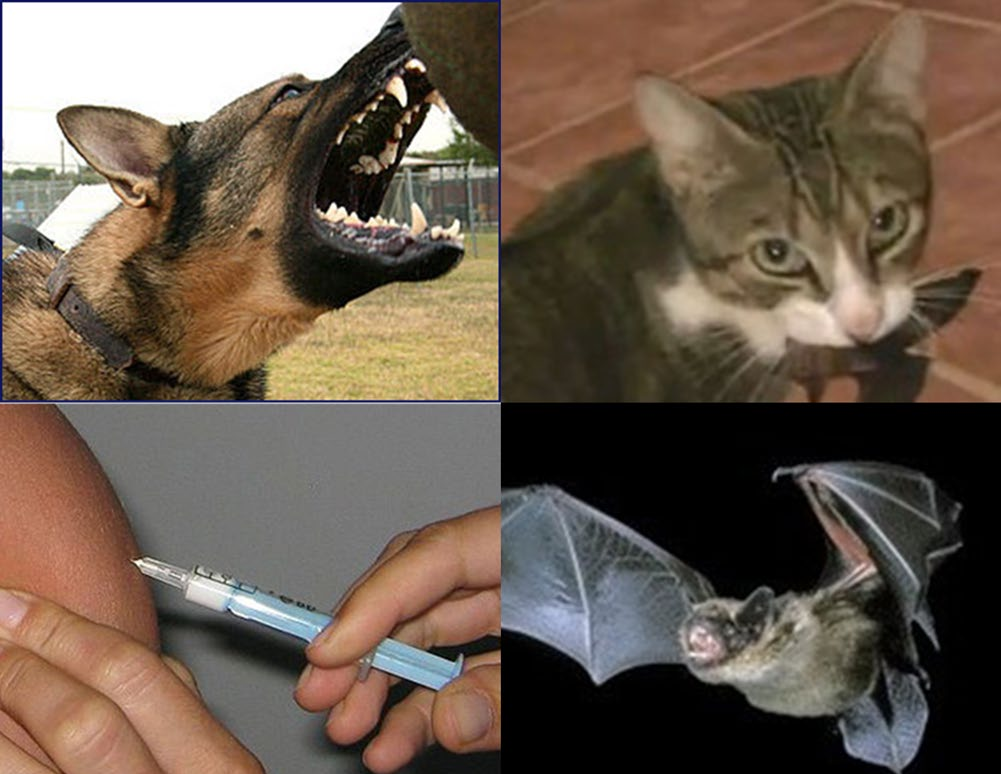 Images of barking dog, domestic cat, someone having a rabies injection in the upper arm, and a flying bat. 