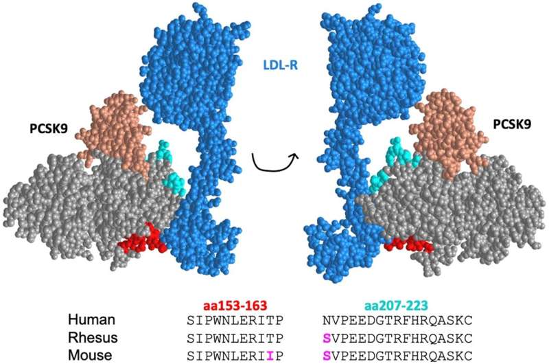 The structure of human PCSK9 in complex with LDL-R. LDL-R is shown in blue and the prodomain and catalytic domain of PCSK9 are shown in salmon and gray, respectively. Targeted PCSK9 epitopes are shown in red (amino acids 153-163) and cyan (amino acids 207-223). The amino acid sequences of these epitopes from human, rhesus macaque, and mouse PCSK9 are shown; residues that differ from the human sequence are shown in magenta. Credit: npj Vaccines (2023). DOI: 10.1038/s41541-023-00743-6